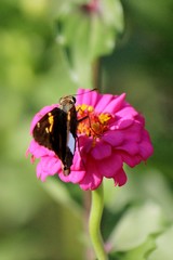 A Skipper in the Sun