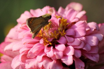 A Skipper on a Zinnia