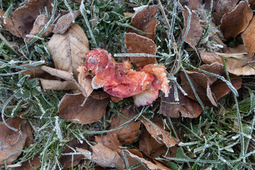 GEFRORENER APFEL . FROZEN APPLE