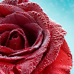 Red rose with drops of water close-up, macro on a blue background .Holiday birthday or Valentine's day. Square photo