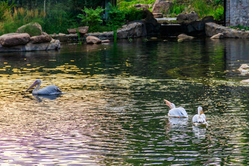 Great white pelicans (Pelecanus onocrotalus) also known as the eastern white pelican, rosy pelican or white pelican swimming in a lake