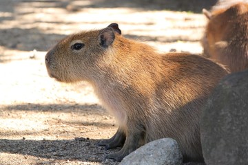 可愛いカピバラ