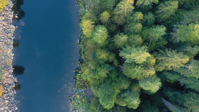 Aerial: Flying over a pine forest and river in the Nez Perce Clearwater National Forests, Idaho, USA