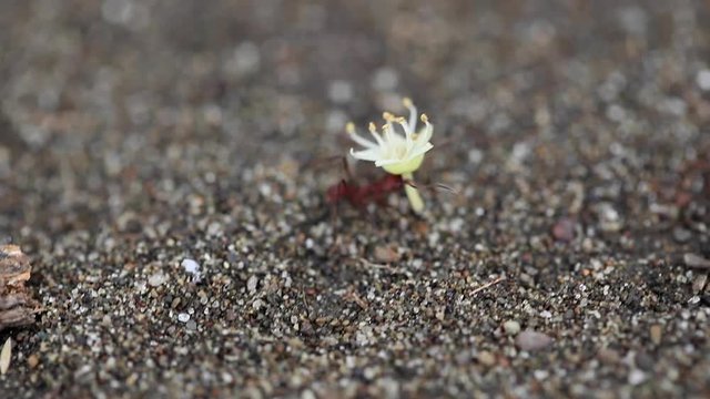 Leaf-cutter Ants Carrying Flowers