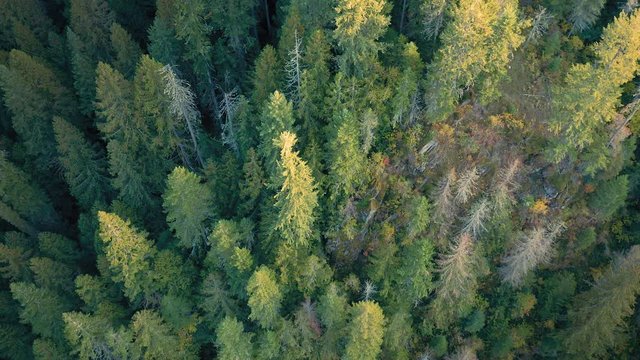 Aerial: Flying over a pine forest at Nez Perce Clearwater National Forests, Idaho, USA