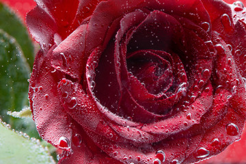 Red rose with drops of water close-up, macro.Holiday birthday or Valentine's day.