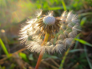  dandelion in a sunshine