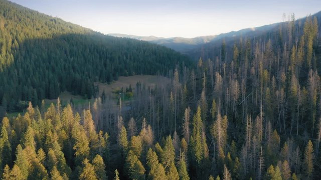 Aerial: Flying over a pine forest at Nez Perce Clearwater National Forests, Idaho, USA