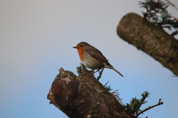 Rouge gorge