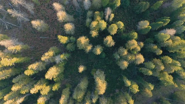 Aerial: Flying over a pine forest at Nez Perce Clearwater National Forests, Idaho, USA