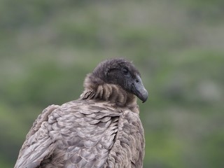 Andean Condor, Rio Verde, Chile, Patagonia