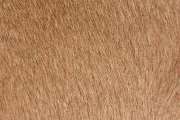 The short brown fur used as a background image,Fur background, brown background