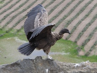 Andean Condor, Rio Verde, Chile, Patagonia