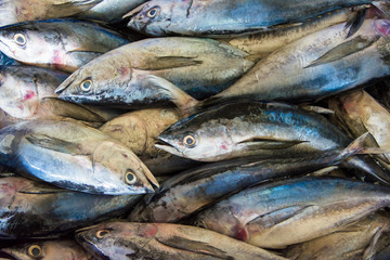 fresh fish in the market