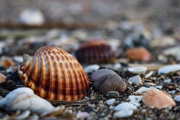 shell on the beach