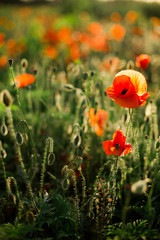 Poppy field close-up, blooming wild flowers in the setting sun. Red green background, blank, wallpaper with soft focus.