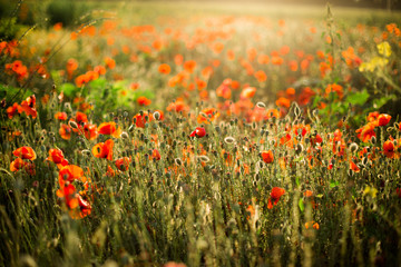 Poppy field close-up, blooming wild flowers in the setting sun. Red green background, blank, wallpaper with soft focus.