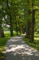 Straight road in a park with a green meadow, in a sunny day, through high trees