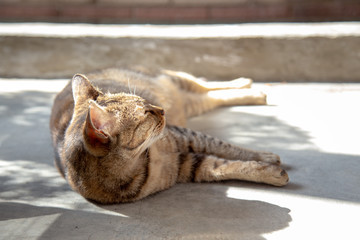 Cat's behavior is always adorable. Tigger cat relaxing on sunrise. Cat is relaxing