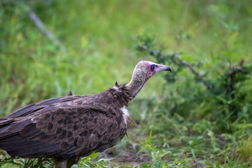Hooded vulture hanging around a lion kill