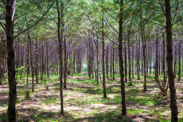 Fototapeta premium trees in the forest