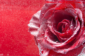 Greeting card for Happy Valentine's Day, wedding or happy birthday. Rose under water, red background.