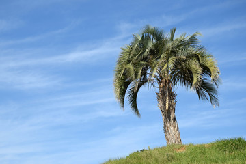 Palme