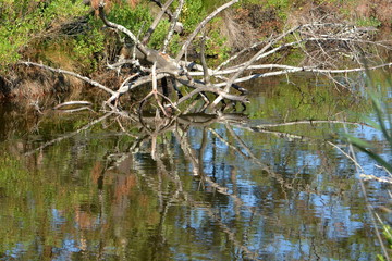 Arbre mort déraciné et reflets aqutiques.