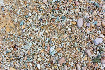 sea shells and white sand on the beach