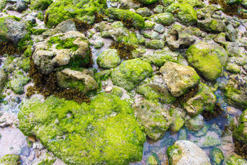 moss on rock on water in the beach