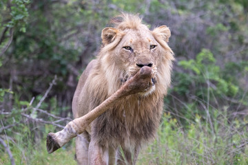 Two young male lions that were finishing off the remains of a young giraffe kill