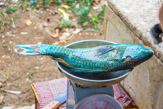 Fresh parrot fish that are being weighed