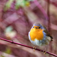 single robin sitting on a branch