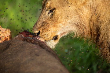 A young male lion feeding of a buffalo bull kill. Swarms of flies joining in as the summer heat beats down. 