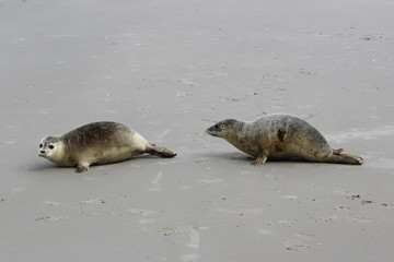 Two seals on the beach