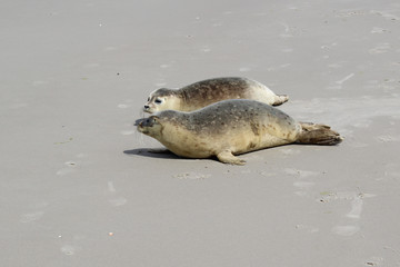 Two seals on the beach © Marije Kouyzer