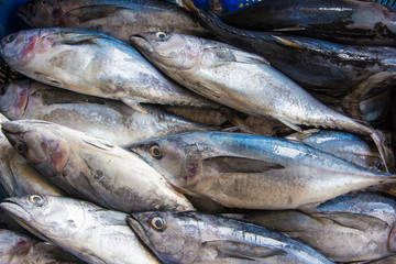 Fototapeta premium fresh fish at the market