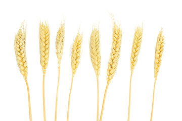 Close up dried ear of barley or wheat isolated on white background.