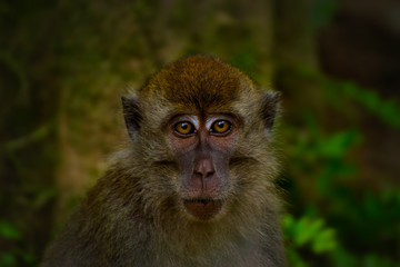 Long tailed macaque in Bako Nationalpark, Malaysia, Borneo