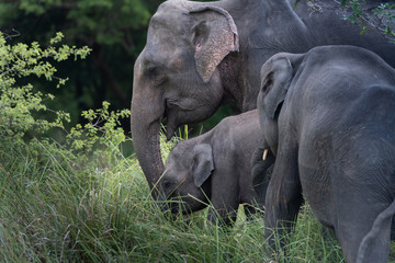 Wild elephants in a beautiful landscape in Sri Lanka