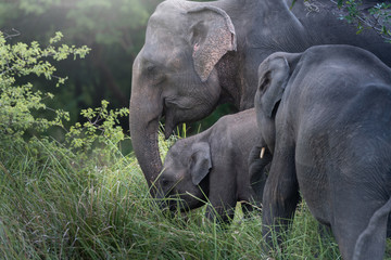 Fototapeta na wymiar Wild elephants in a beautiful landscape in Sri Lanka