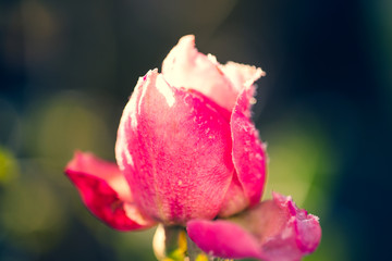 Eiskristalle auf Rose