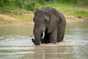 The luscious green of the summer in the low veld region with elephants having a blast with the...