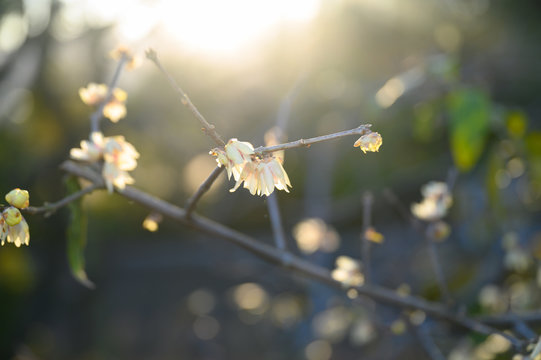 蝋梅は一月に咲く一番早い梅の花