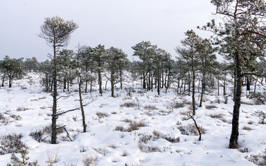 Winter landscape, the whole forest strewn with snow.