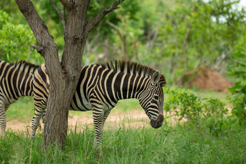 A male Zebra scratching himself on the trunk of a tree