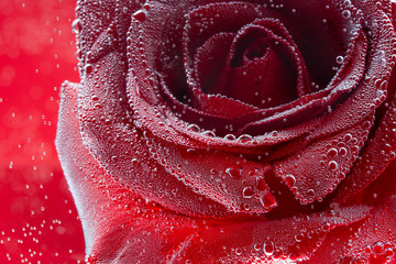 Red rose on a red background under water. Advertising photo for the holiday, Valentine's Day.
