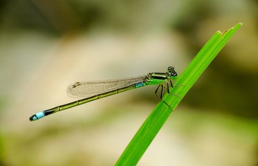 The green dragonfly sits on a leaf branch in the summer against the background of a blurred garden, trying to clean itself. Image suitable for screen background. a comfortable atmosphere to see.