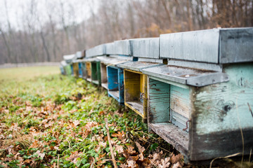 hives in a field