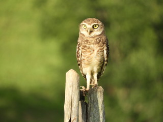 owl on branch